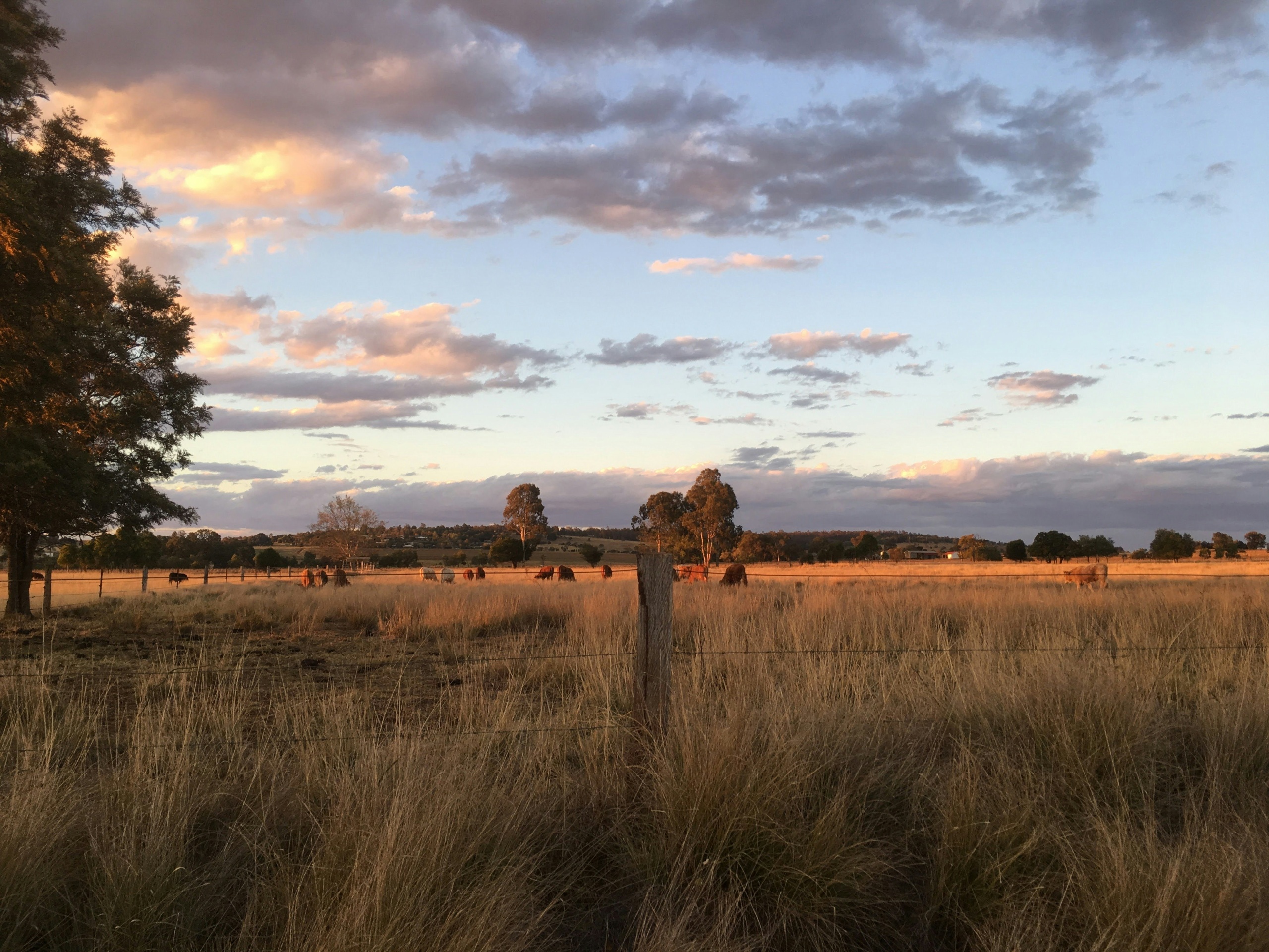 Australian farm at sunset.