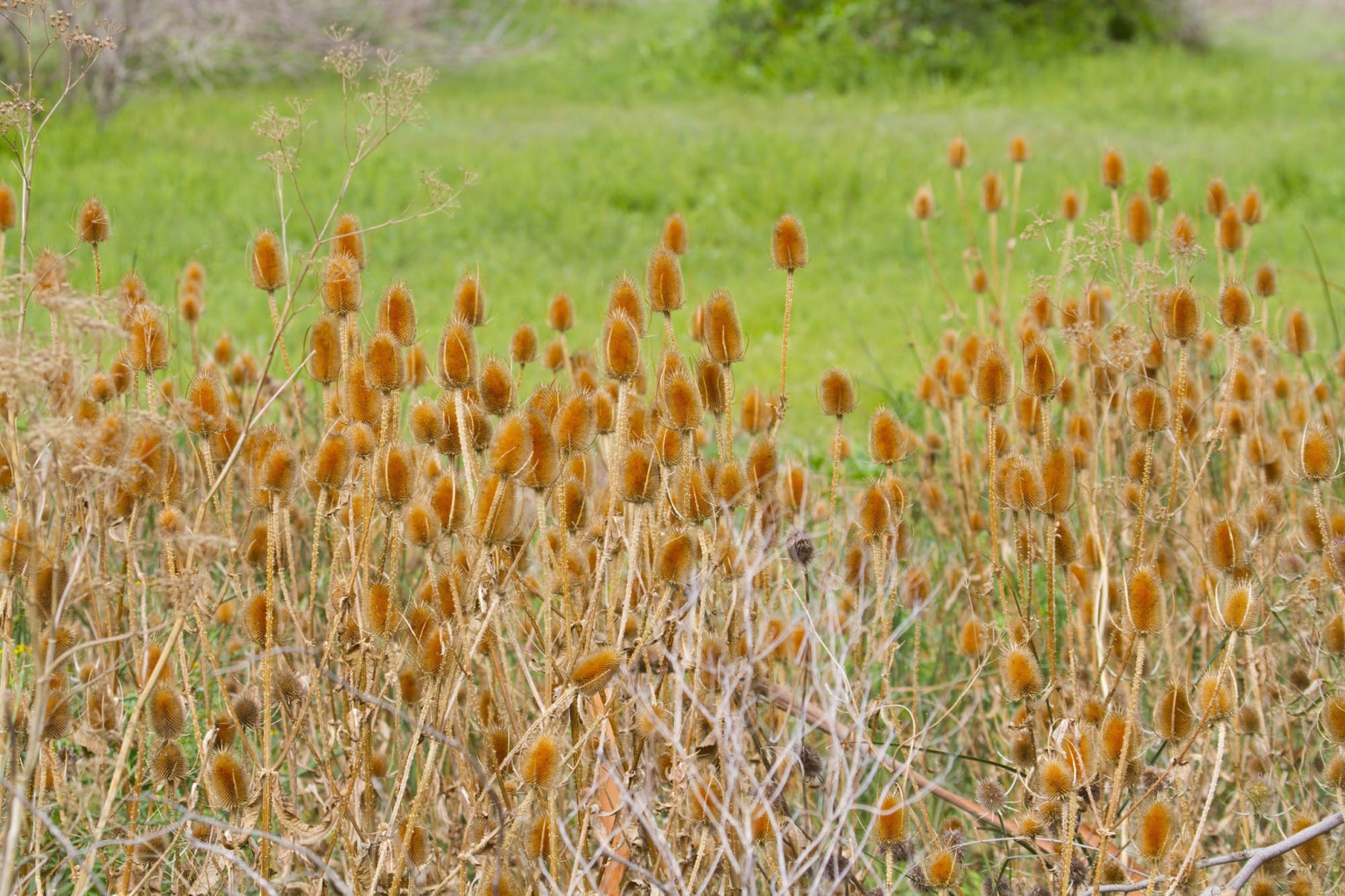 Fuller's Teasel (dipsacus Fullonum) Victoria, Australia
