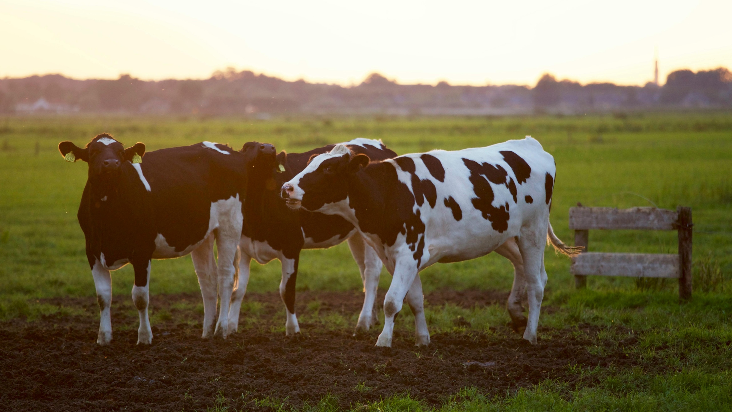 Dairy cows on a farm.